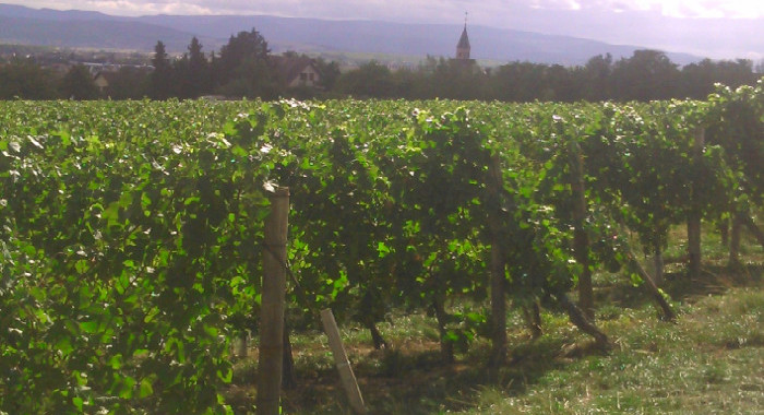 Le Vignoble Alsacien