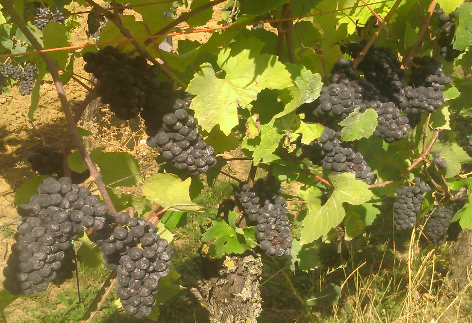 Эльзас виноградника (Нордгейм - Франция) Wine travels oenogastronomy oenology backus back'us